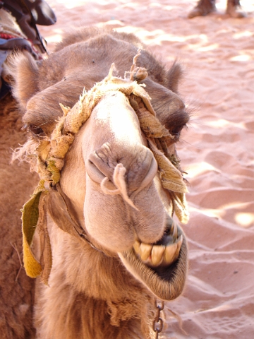 Wadi Rum (25).JPG
